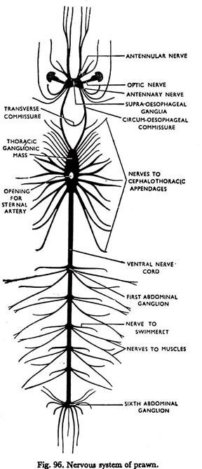 Nervous System of Prawn