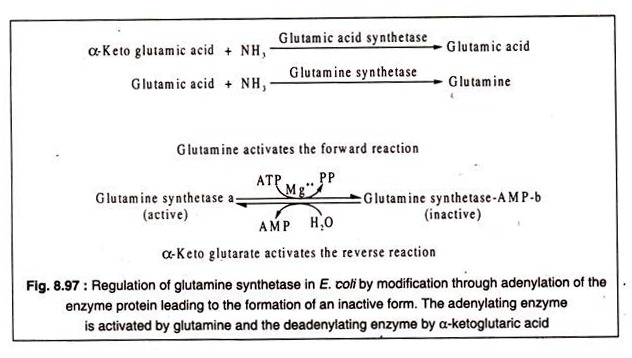 Regulation of Glutamine Synthetase