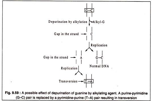 Possible Effect of Depurination