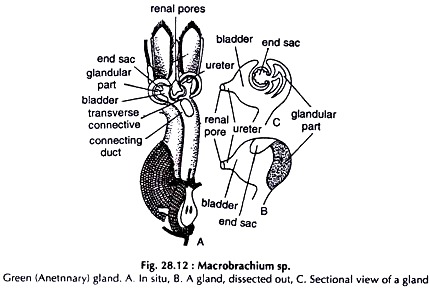 Macrobrachium sp.