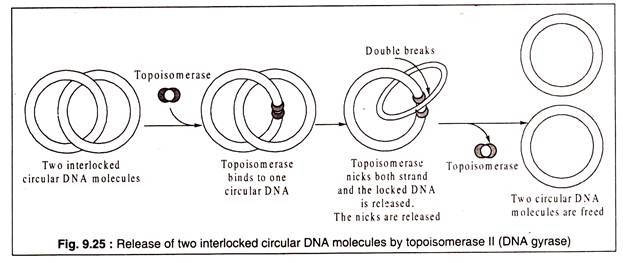 Release of Two Interlocked Circular DNA Molecules