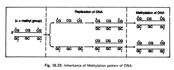 Primary and Secondary Immune Response