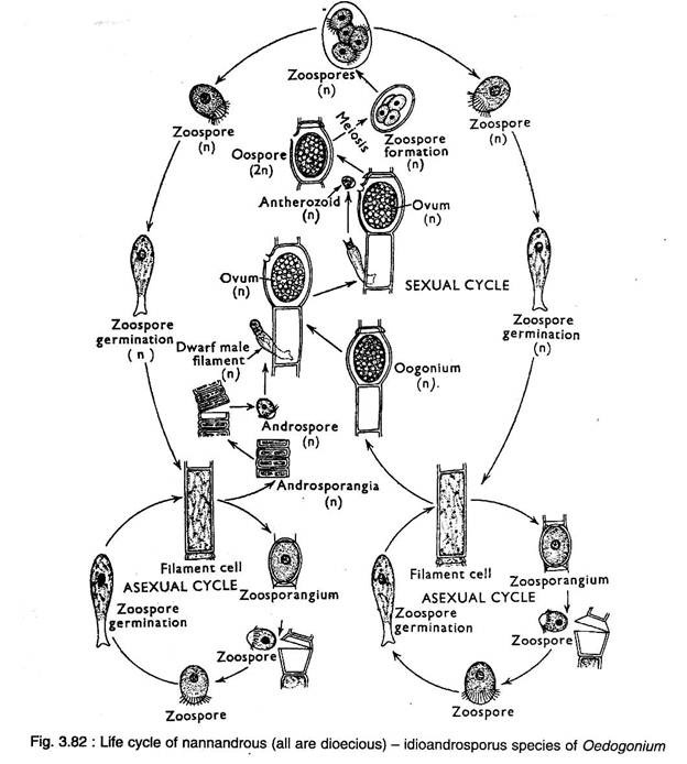 Life Cycle of Nannadrous 