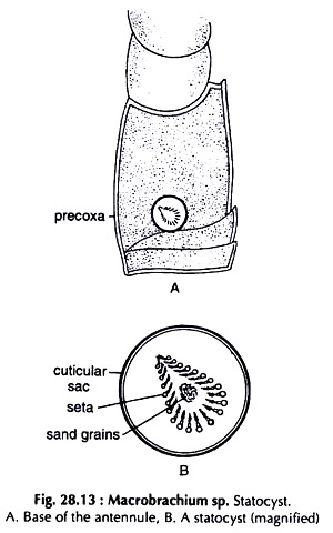 Macrobrachium sp. Statocyst