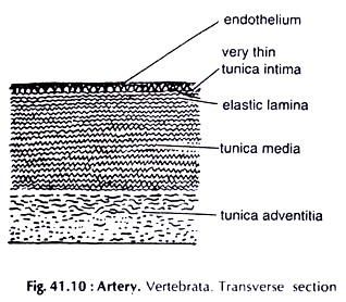 Artery. Vertebrata. Transverse Section