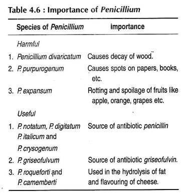 Importance of Penicillium