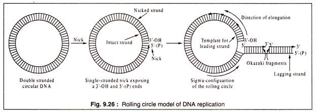 Rolling Circle Model of DNA Replication