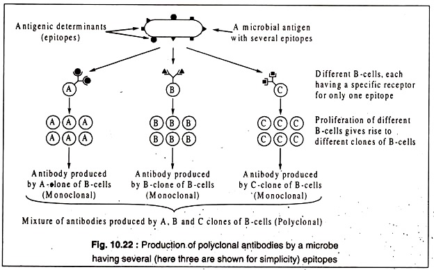 Production of Polyclonal Antibodies