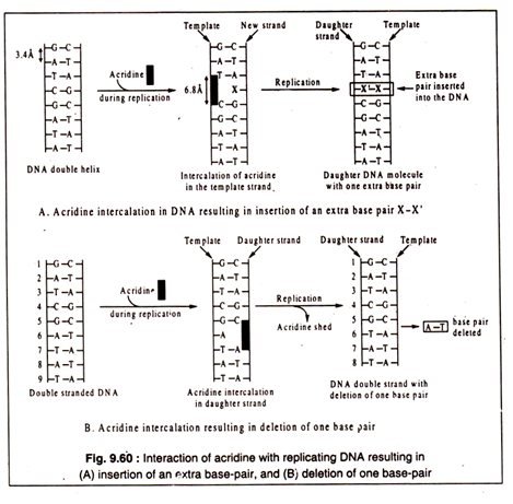 Interaction of Acridine with Replcating DNA