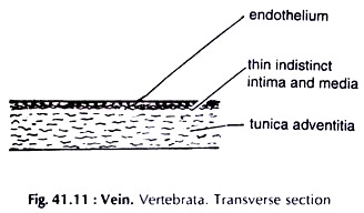 Vein. Vertebrate. Transverse section