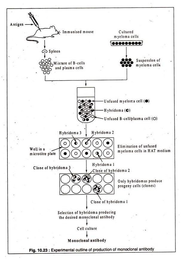 Experimental Outline of Production of Monoclonal Antibody