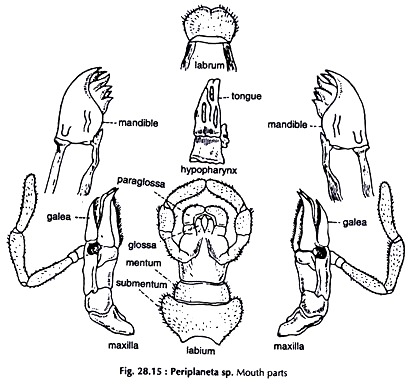 Periplaneta sp. Mouth Parts