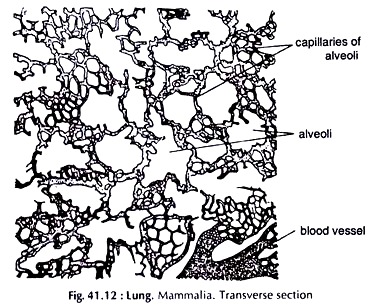 Lung. Mammalia. Transverse Section