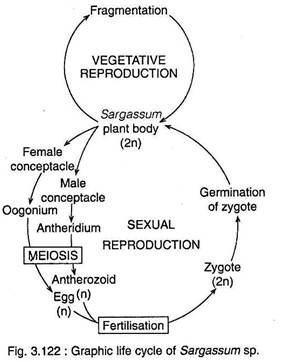 Graphic life cycle of Sargassum sp.