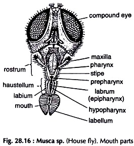 Musca sp. Mouth Parts