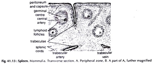 Spleen. Mammalia. Transverse Section