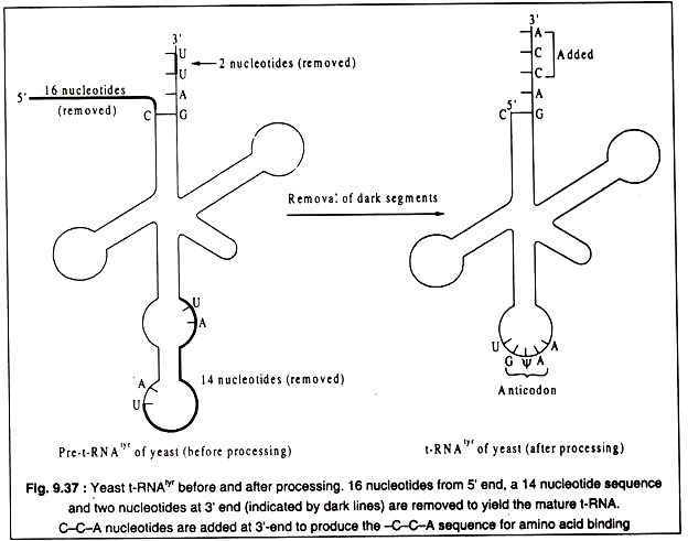 Yeast t-RNA