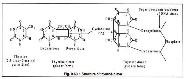 Structure of Thymine Dimer