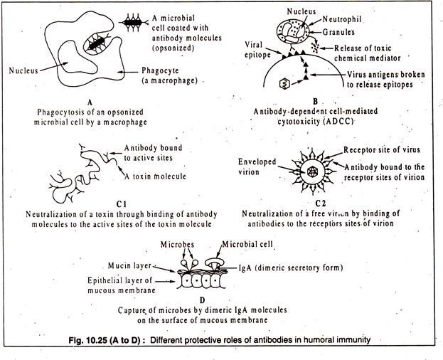 Different Protective Roles of Antibodies in Humoral Immunity 