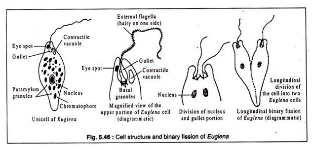 Cell Structure and Binary Fission of Euglena