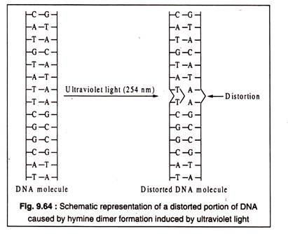 Distorted Portion of DNA