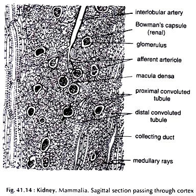Kidney. Mammalia