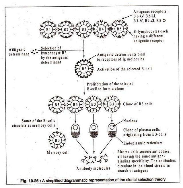 Clonal Selection Theory