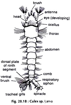 Culex sp. Larva