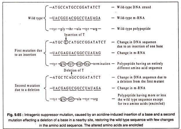 Intragenic Suppressor Mutation