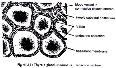 Thyroid Gland. Mammalia