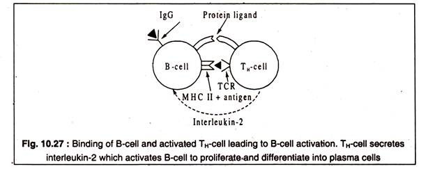 Bindin of B-Cell and Activated TH Cell