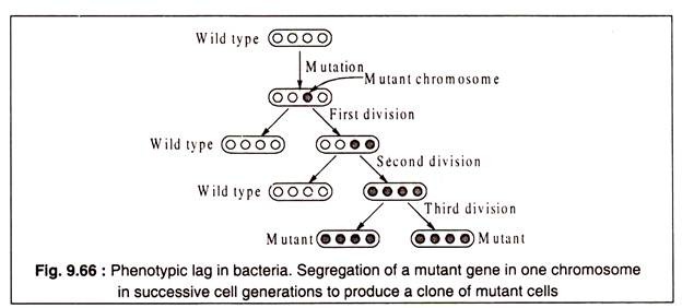 Phenotypic Lag in Bacteria