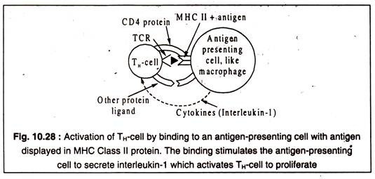 Activation of TH Cell