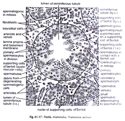 Testis. Mammalia. Transverse Section