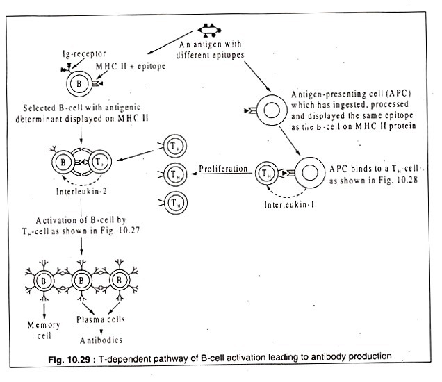 T-dependent Pathway of B-Cell