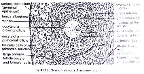Ovary. Mammalia. Transverse Section