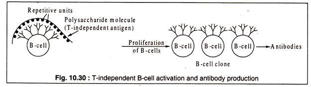 T-Independent B-Cell Activation and Antibody Production