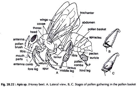 Apis sp. Honey bee