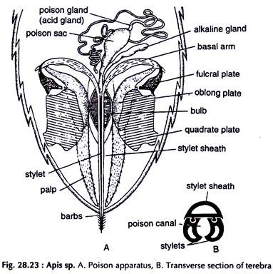 Apis Sp