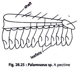 Palamnaeus sp A pectine