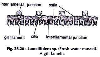 Lamelliidens sp