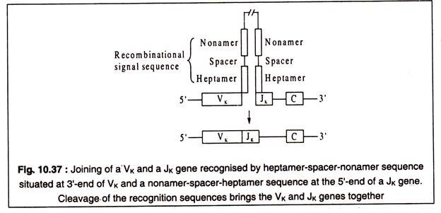 Joining of a Vk and Jk Gene