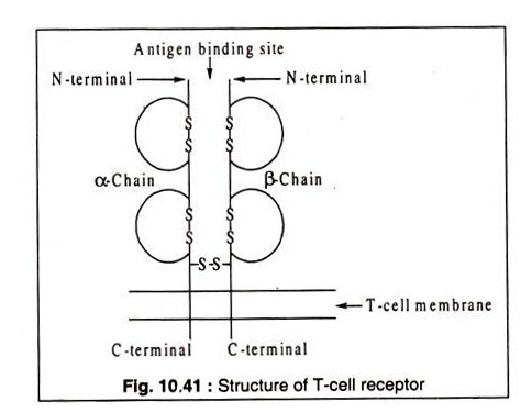 Structure of T-Cell Receptor