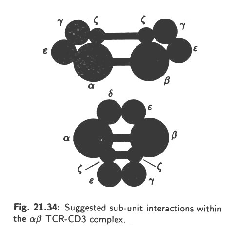 Genes in Germ-Line DNA Coding