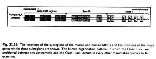 Mechanism of Lethal Hit