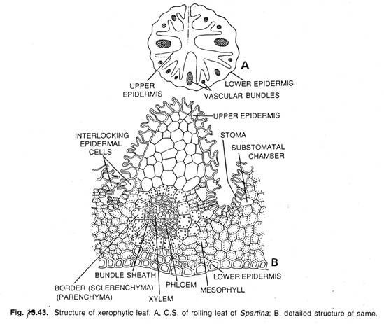 Activation of T-Cell