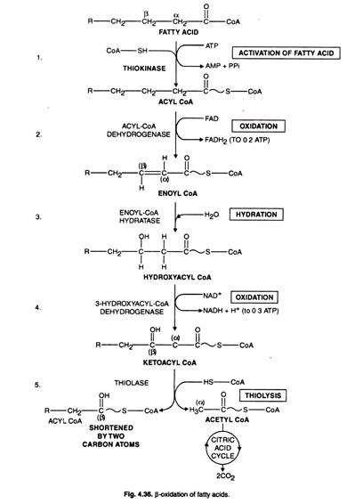 Noncyclic Electron Transport in Anoxygenic Photo Synthetic Bacteria