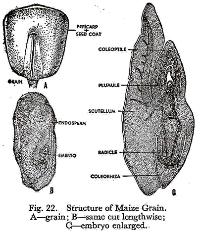 Structure of maize grain