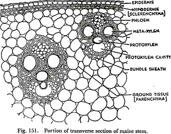 Portion of Transverse Section of Maize Stem