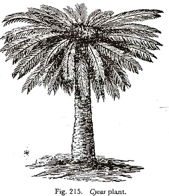 Cycas Plant